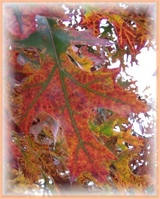 Photo of Oak Leaf
