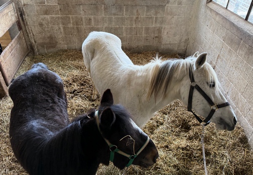 Old Windmill Farm ponies