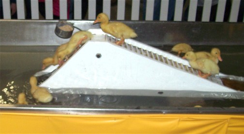 2011 Pennsylvania Farm Show duckling slide