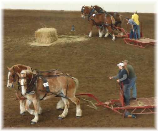 Horse pulling contest at 2013 Pennsylvania Farm Show