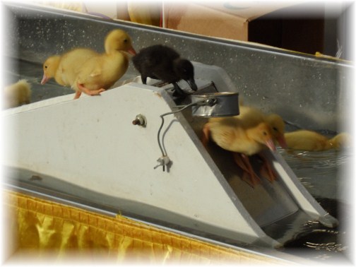 Duck slide at 2013 Pennsylvania Farm Show
