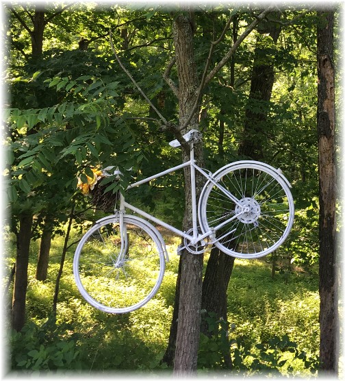 Columbia County bike in tree 6/28/17