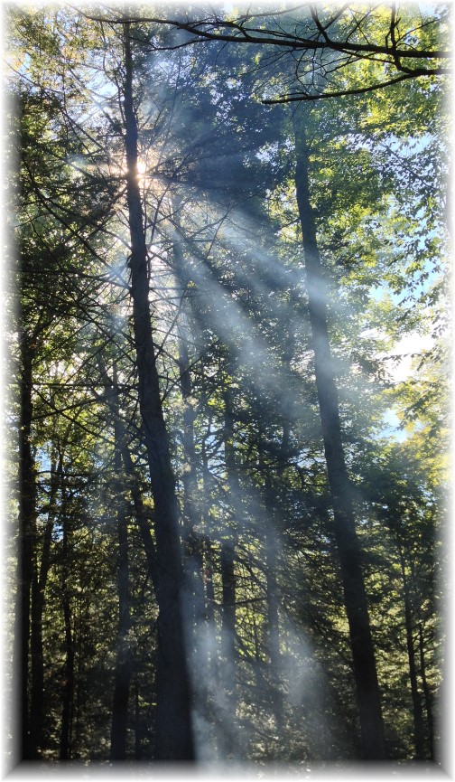 Campfire smoke in trees 9/7/14