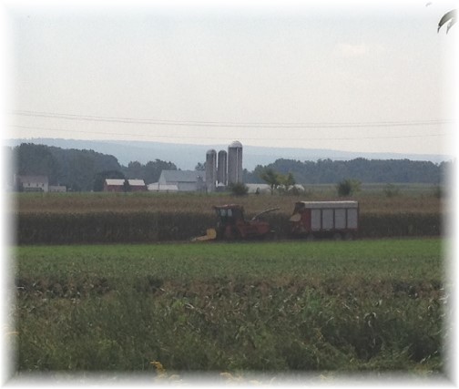Cumberland County corn harvest 9/6/14