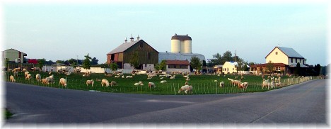 Sheep on Cumberland County PA farm