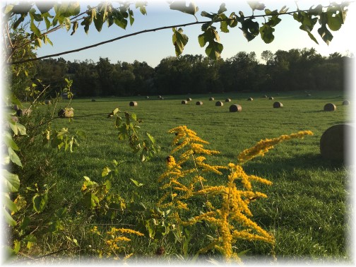 Hay in field along York Heritage Rail Trail 9/8/15
