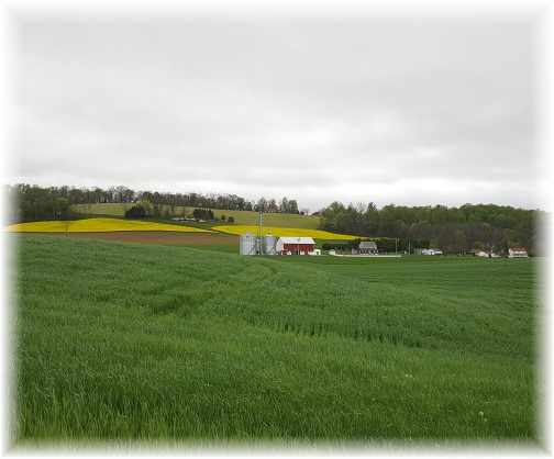 Yellow fields on Lebanon County PA farm 4/25/17 (Click to enlarge)