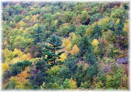 Lehigh Gorge Fall Foliage