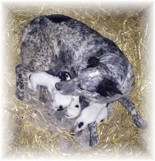 Blue Heeler with new pups 4/23/15