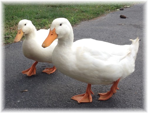 Cooke pet ducks