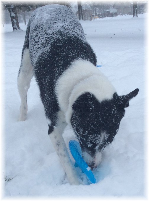 Mollie with frisbee in snow 1/21/14