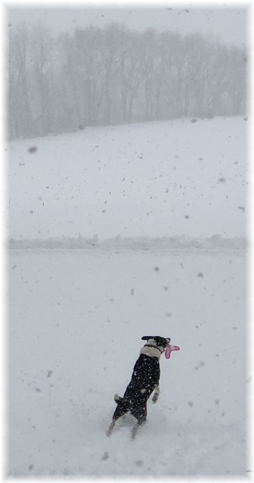 Mollie catching frisbee in snow storm