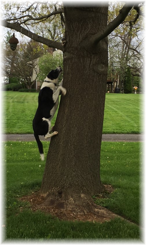 Mollie "climbing" tree 5/5/16