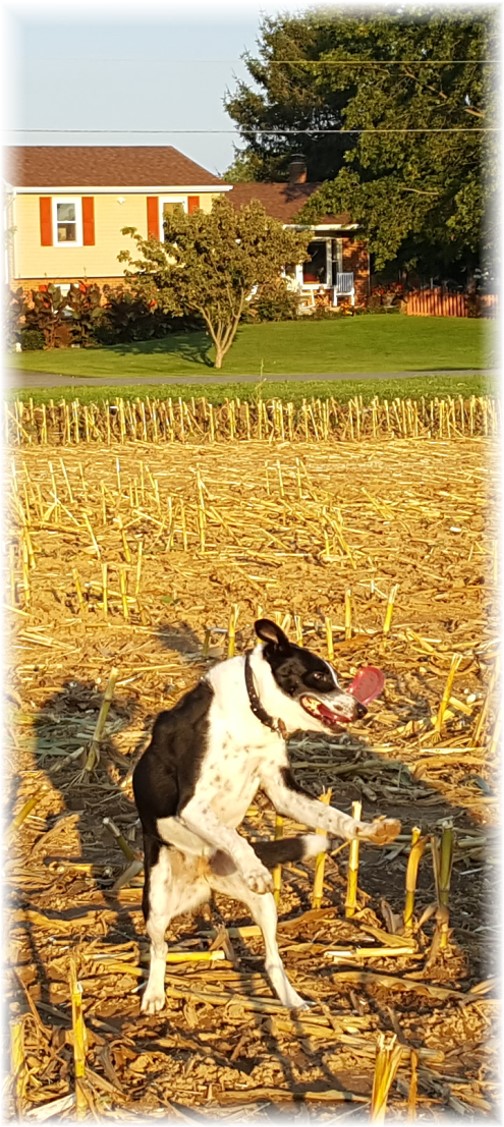 Mollie catching frisbee in recently harvested field 9/15/17
