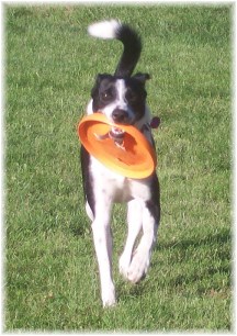 Mollie playing with frisbee