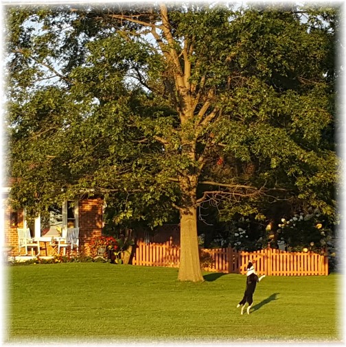 Mollie catching frisbee in front lawn 9/15/17