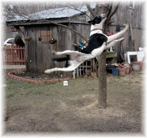 Mollie jumping 3/8/12