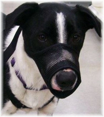 Mollie with muzzle