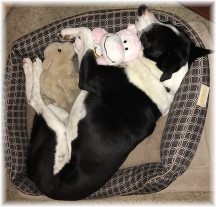 Mollie sleeping with stuffed animals 2/18/18 (Photo by Ester)