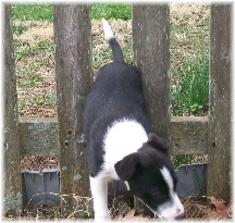 Mollie going through fence