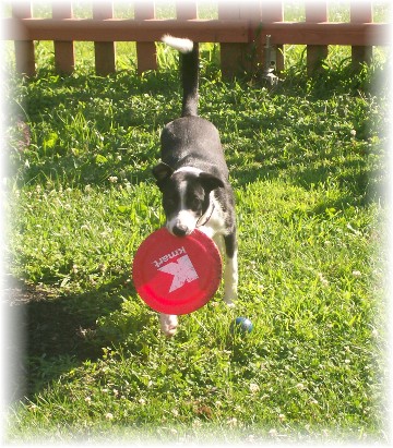Mollie with frisbee 7/15/11