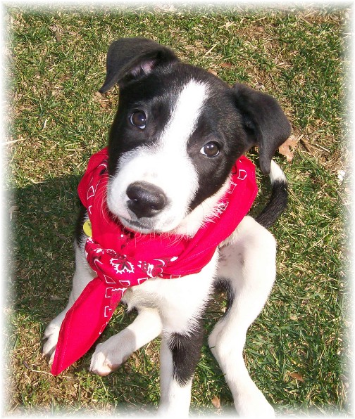 Mollie with red bandana 3/17/11