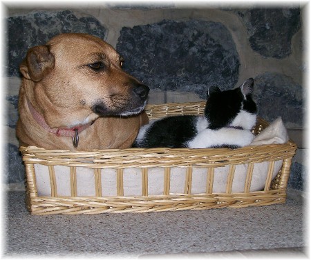 Roxie and Dottie sharing basket