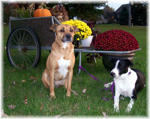 Pets in fall 2011 (photo by Ester)