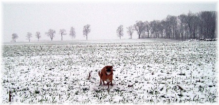 Roxie likes the snow!