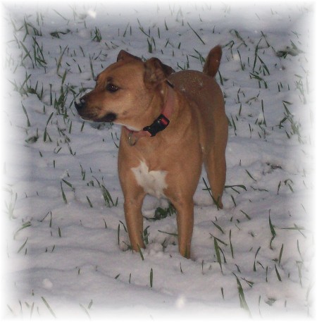 Roxie in the snow