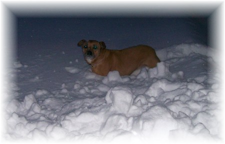 Roxie in snow 2/10/10