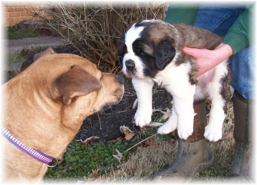 Saint Bernard pup with Roxie