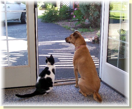 Dottie & Roxie looking out the screen door