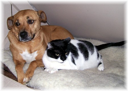 Pets sharing pillow 3/11/10