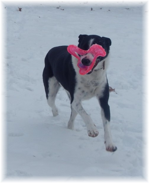 Frisbee in the snow 2/1/15