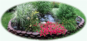 Photo of our backyard fishpond and flowers