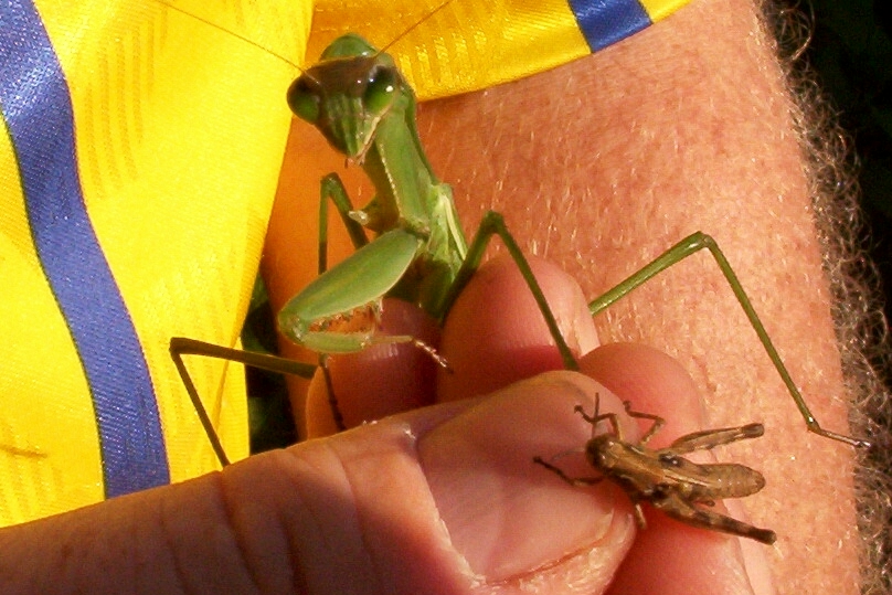 Praying mantis in Mike's hand