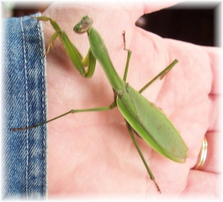 Praying mantis in Brooksyne's hand