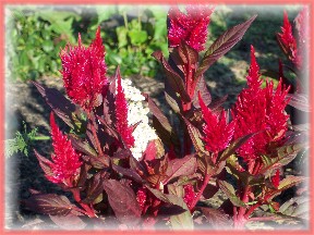 Photo of red Celosia flowers