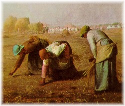 Women gleaning in field