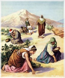 Collecting manna