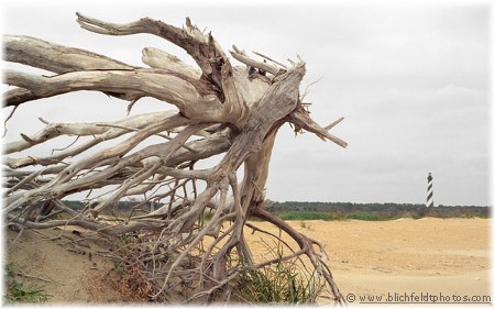 Driftwood and Cape Hatteras Lighthouse (photo by Howard Blichfeldt)