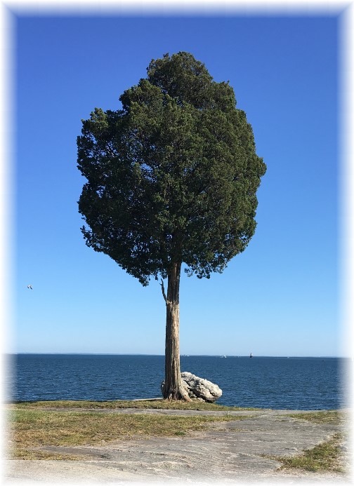 Lone tree, Fairhaven, MA 6/18/16