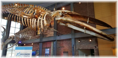 New Bedford Whaling museum 6/18/16
