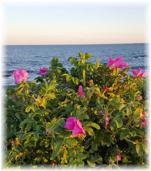 Flowers on Sachuest Point, Rhode Island 6/17/16