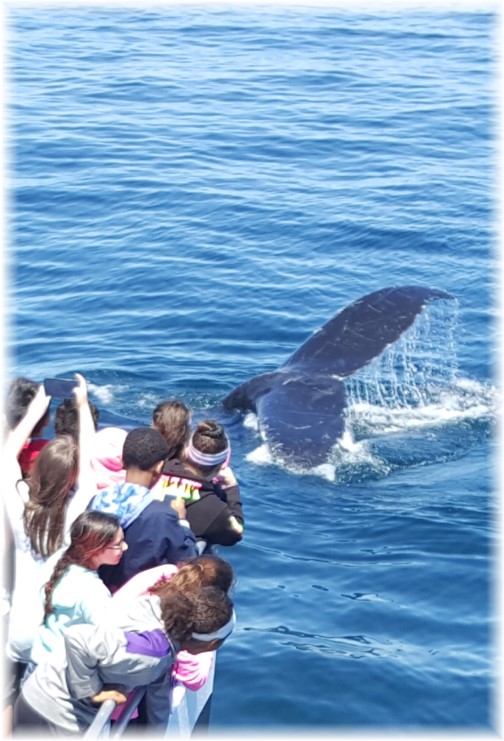 Whale watch 6/17/16
