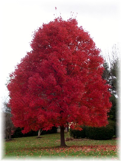 Photo of Autumn tree