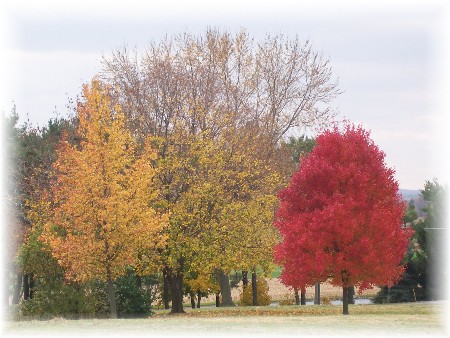 Photo of autumn trees