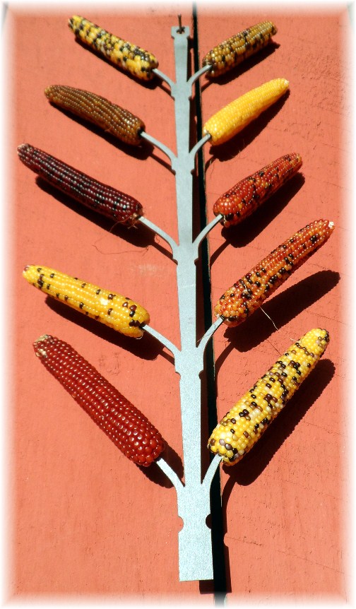 Decorative corn