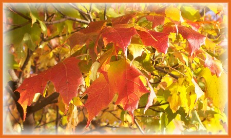 Photo of Maple leaves